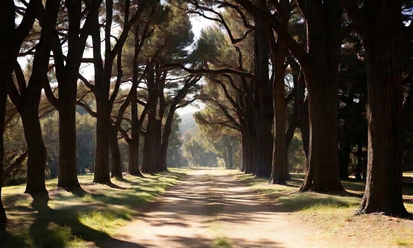 Presidio of San Francisco with eucalyptus and cypress-lined trail, soft afternoon light filtering through trees